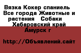 Вязка Кокер спаниель - Все города Животные и растения » Собаки   . Хабаровский край,Амурск г.